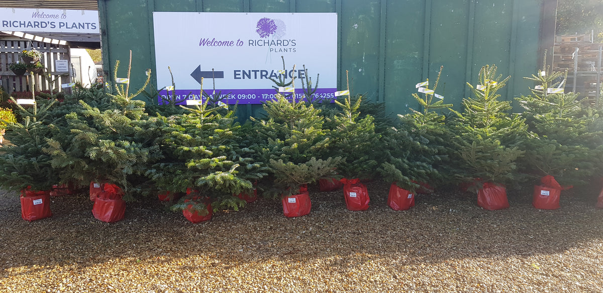 Pot grown Christmas Tree NORDMAN FIR 100150cm high above pot