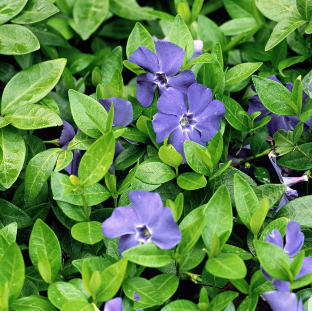 Vinca minor Bowles 2 Litre Pot Richard's Plants