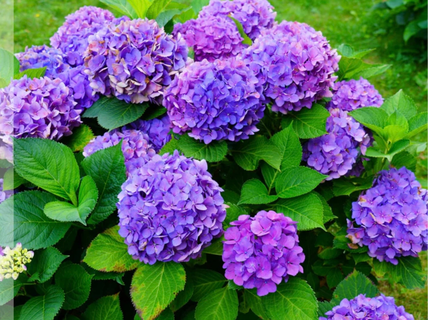 Hydrangea Macrophylla Black Steel Purple Ball 5 Litre Pot