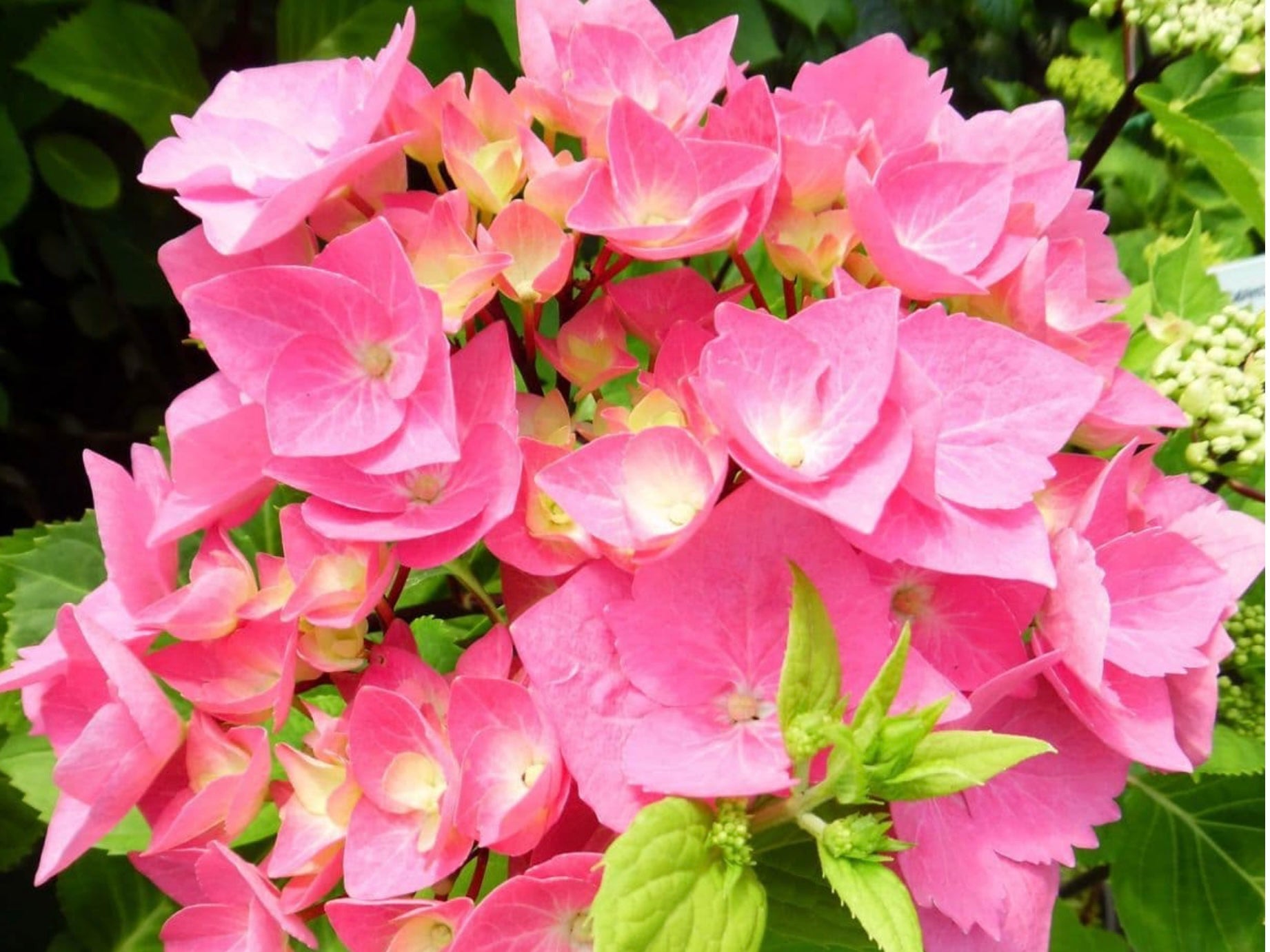 Hydrangea Macrophylla Black Steel Pink Ball 5 Litre Pot