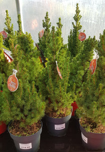 Pot grown Christmas Tree - Picea Glauca (White Spruce) - 70cm (28") High inc pot