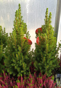 Pot grown Christmas Tree - Picea Glauca (White Spruce) - 55cm (20") High inc pot