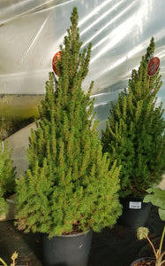 Pot grown Christmas Tree - Picea Glauca (White Spruce) - 120cm High inc pot