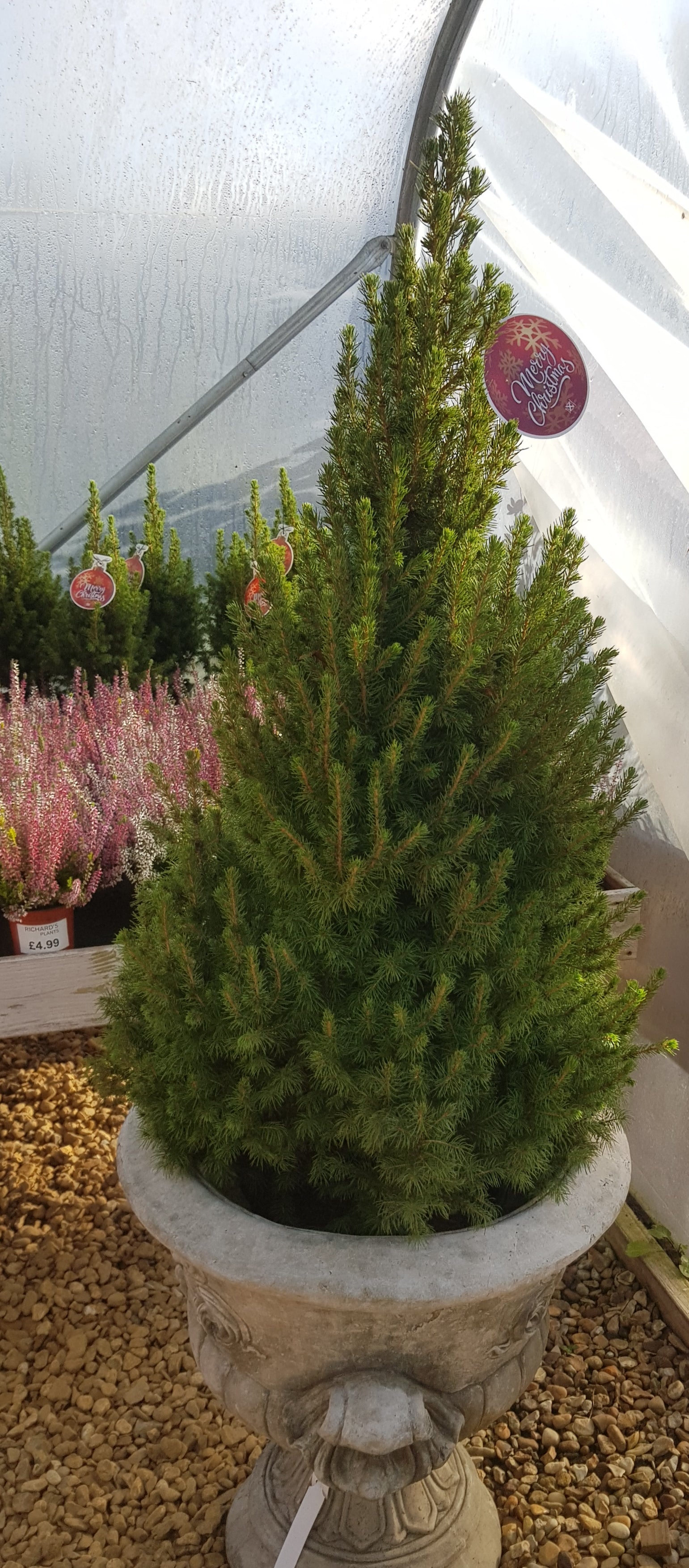 Pot grown Christmas Tree - Picea Glauca (White Spruce) - 120cm High inc pot