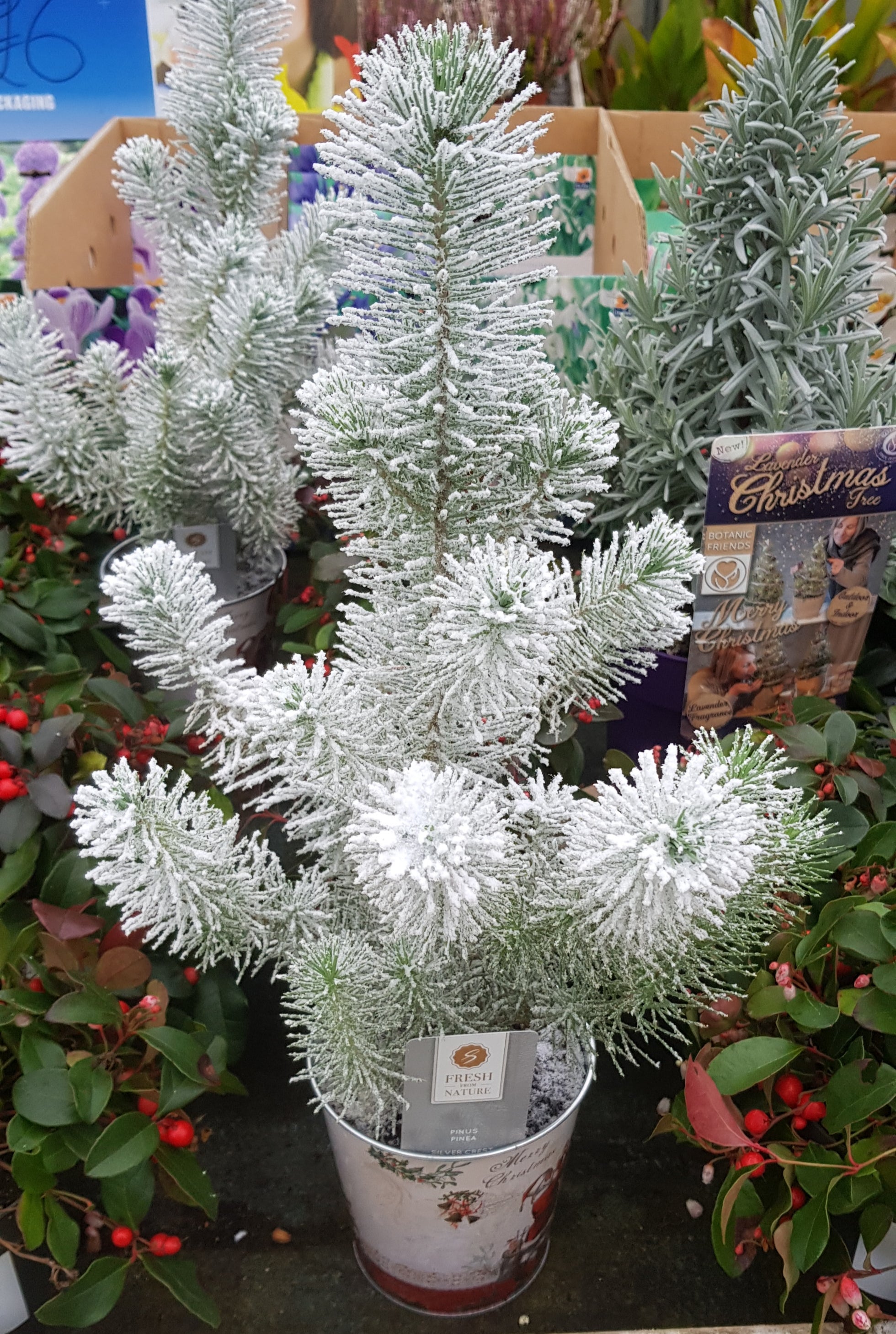 Pine with snow decoration.