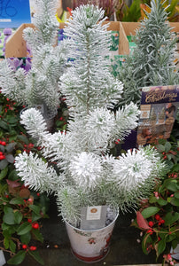 Pine with snow decoration.