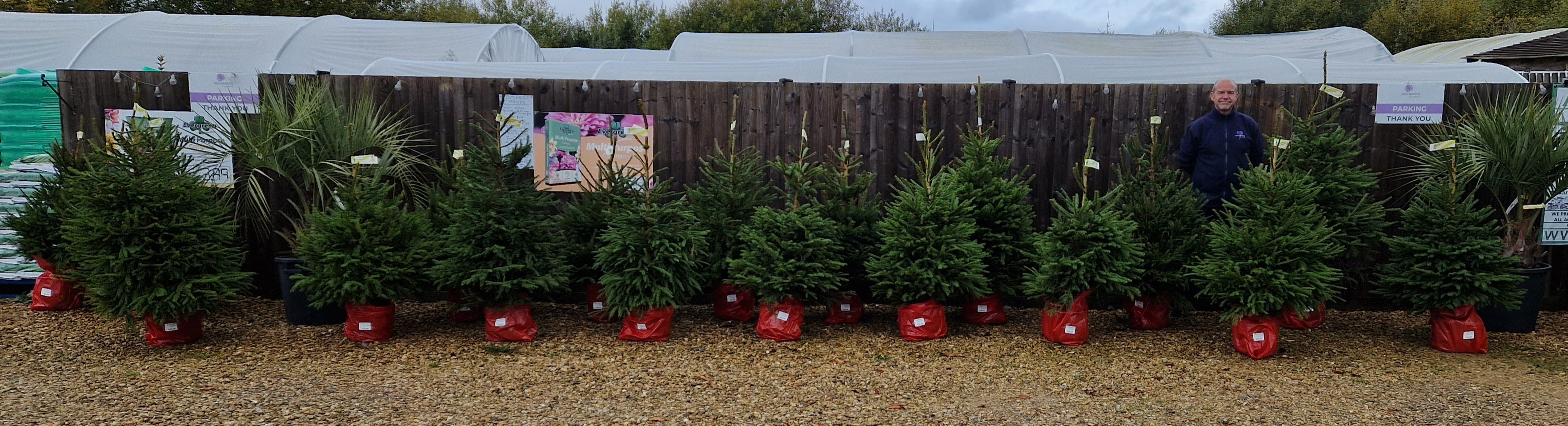 Pot grown Christmas Tree - NORWAY SPRUCE 100-150cm high above pot.