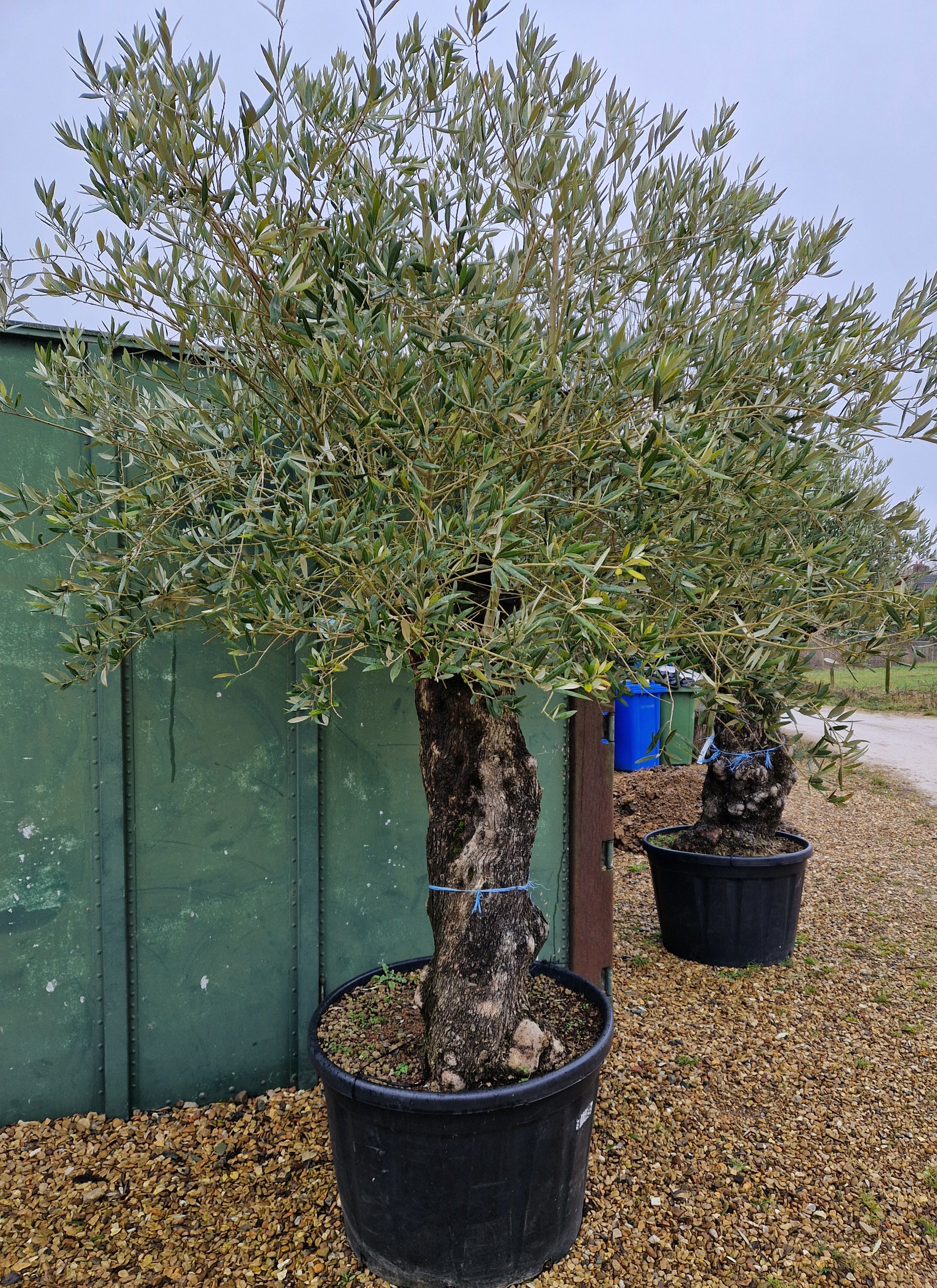 Large Olive Tree - Old Gnarled Trunk