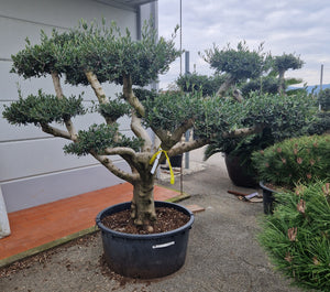 Olive Pom Pom Tree