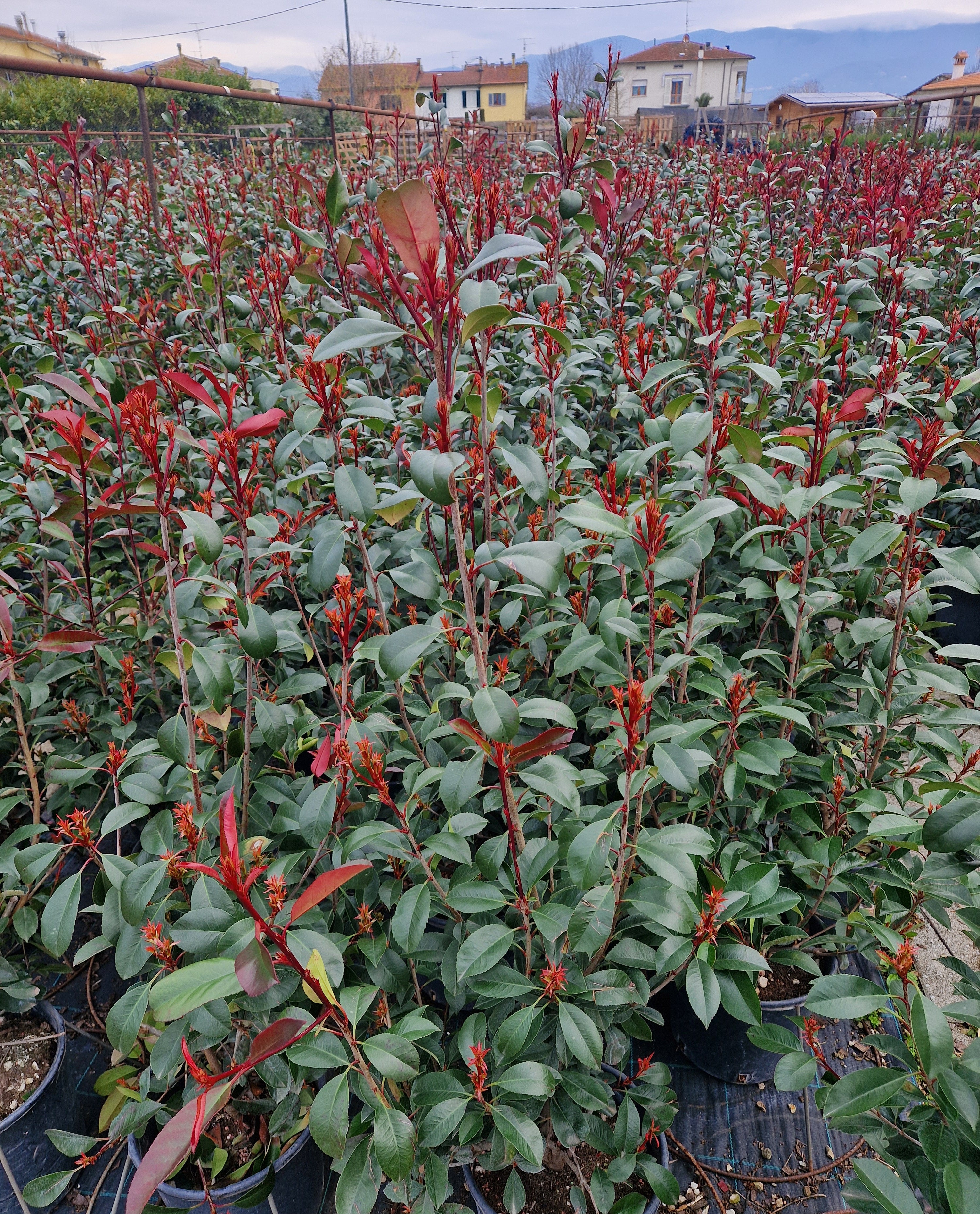 Photinia Red Robin - 9 Litre Pot