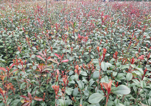 Photinia Red Robin - 9 Litre Pot