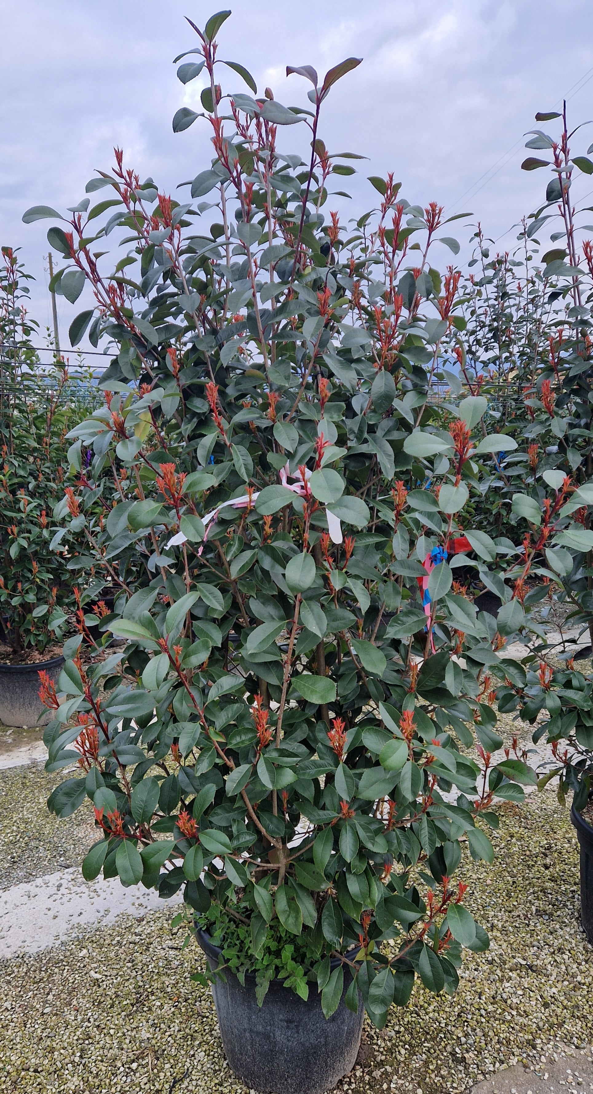 Photinia Red Robin - 35 litre Pot