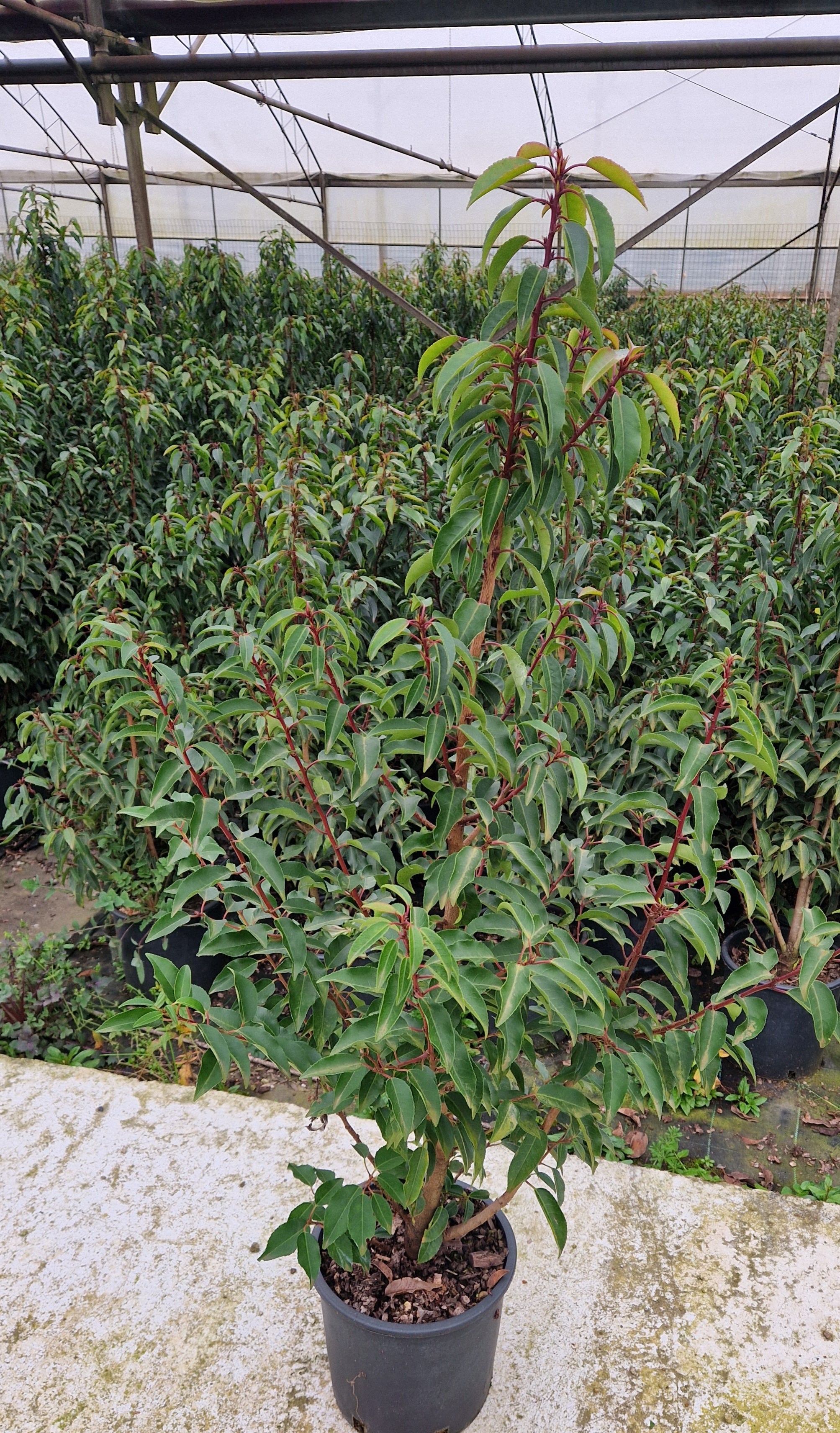 Prunus Lustanica - 7 Litre Pot