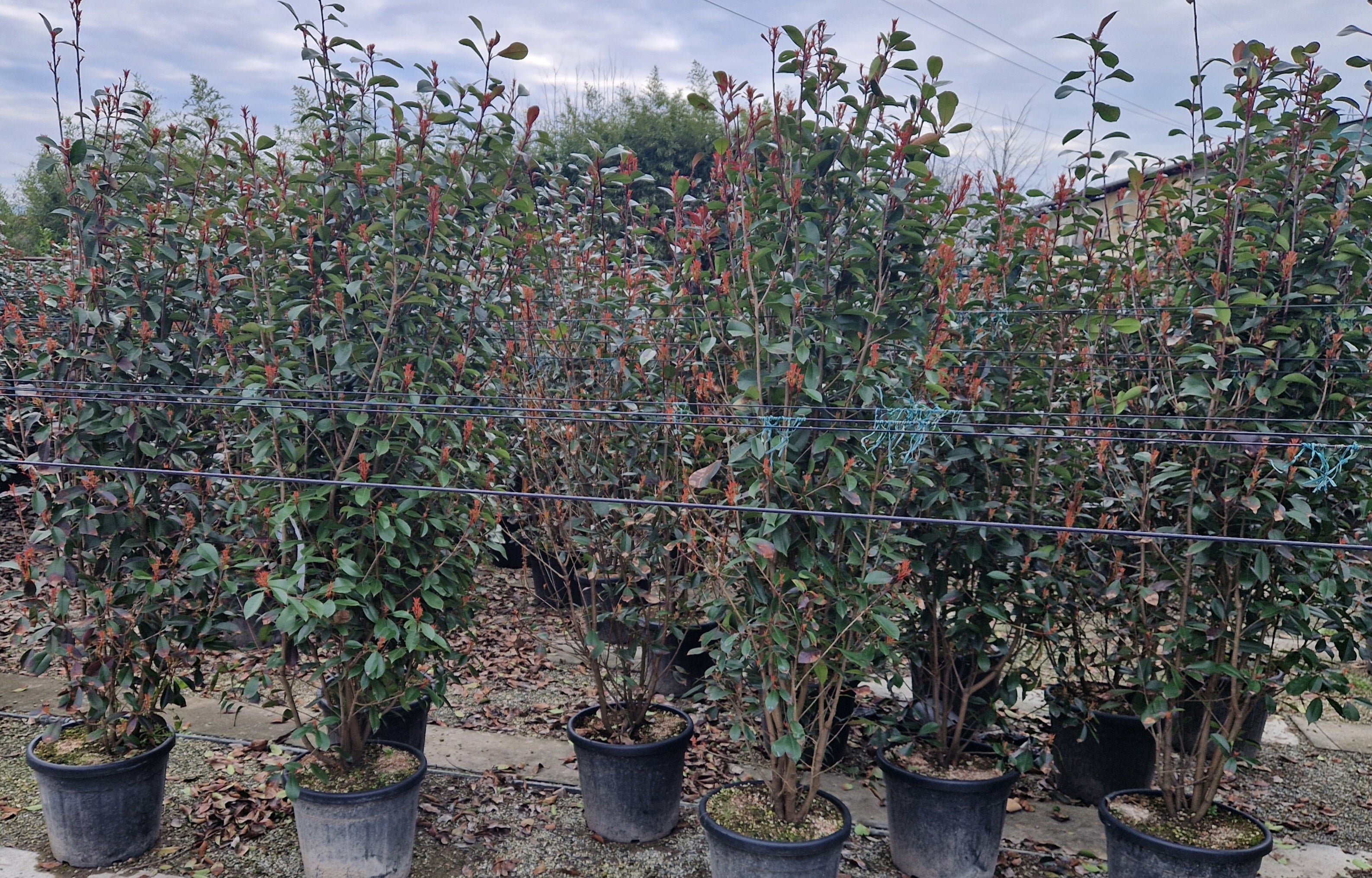 Photinia Red Robin - 35 litre Pot