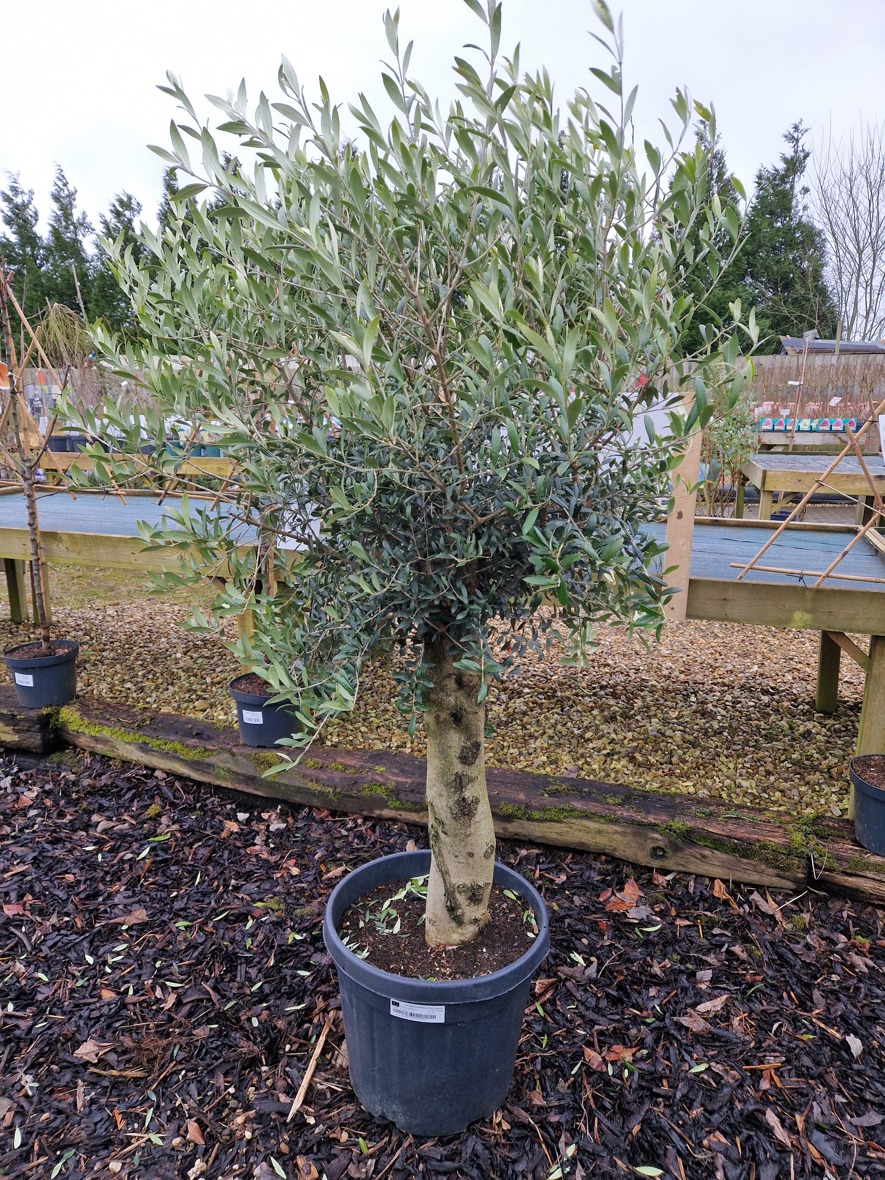 Olive Tree