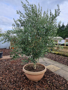 Olive Tree - Multi Stem