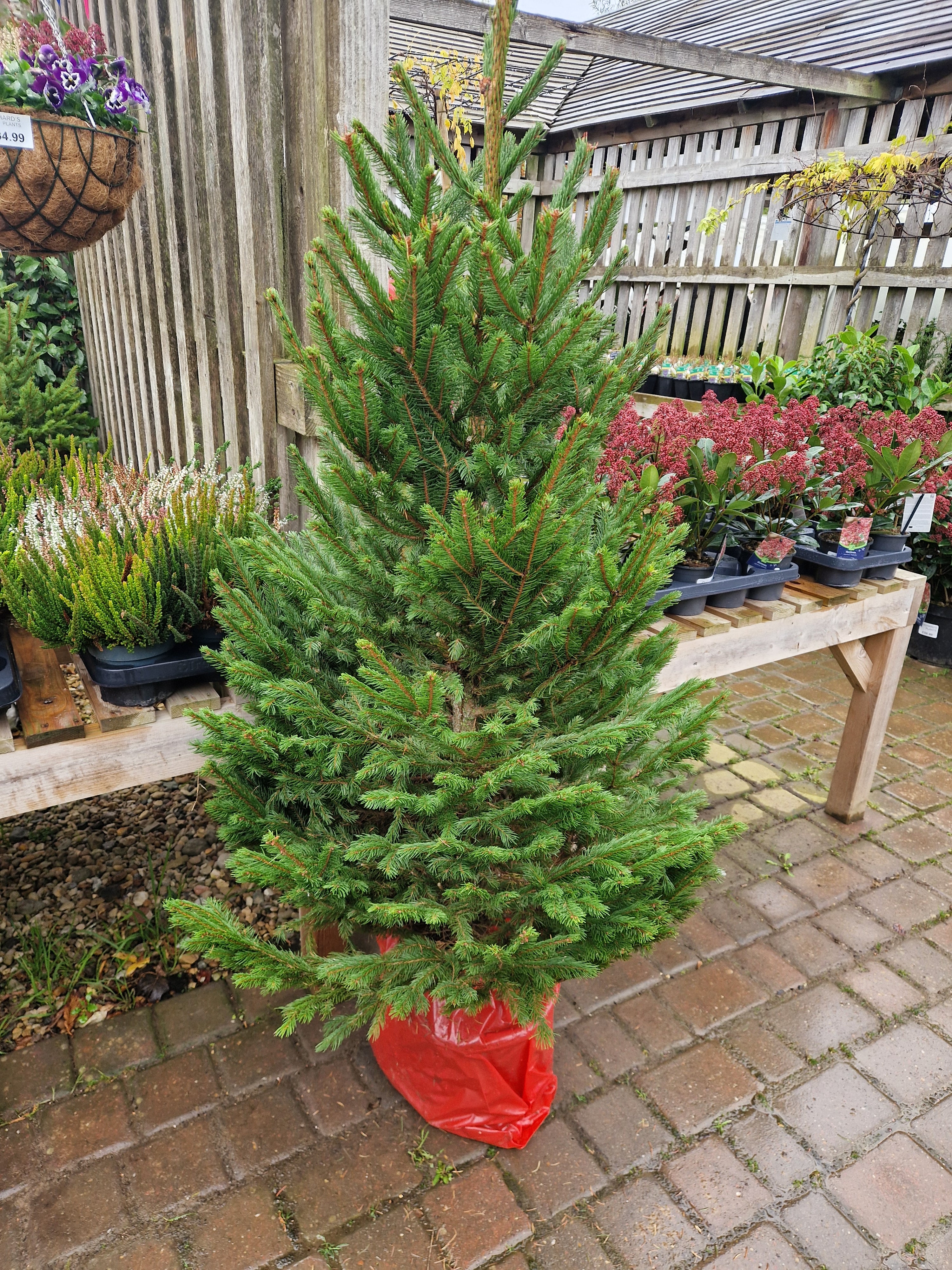 Pot grown Christmas Tree - NORWAY SPRUCE 100-150cm high above pot.