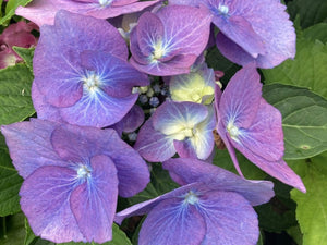 Hydrangea Macrophylla Black Steel Zorro 5 Litre Pot