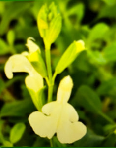 Salvia 'Vanilla Cream'