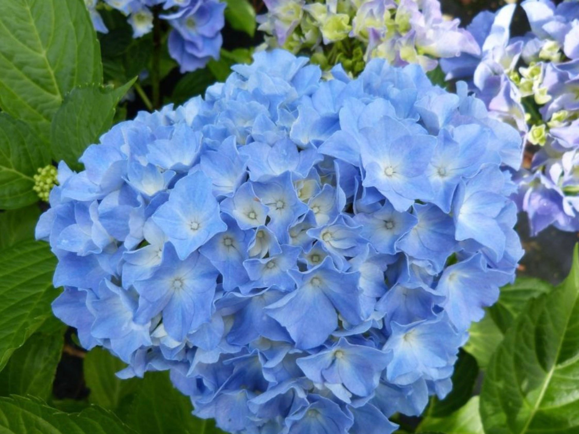 Hydrangea Macrophylla Black Steel Blue Ball 5 Litre Pot