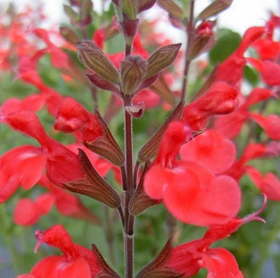 Salvia x Jamensis ‘Flammenn’