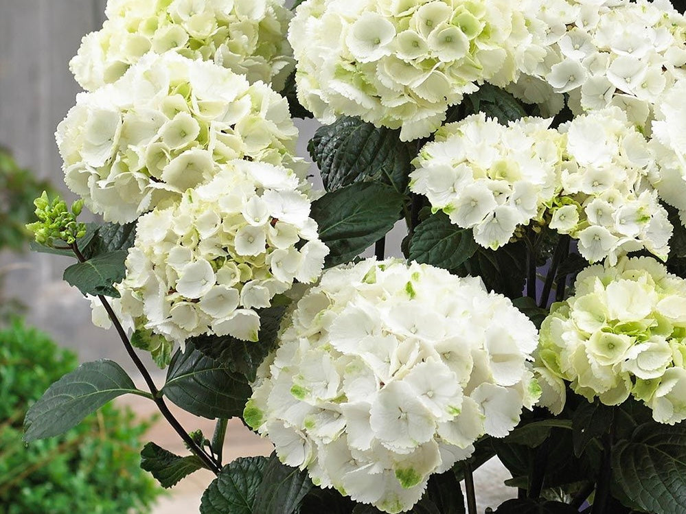 Hydrangea Macrophylla Black Steel White Ball 5 Litre Pot