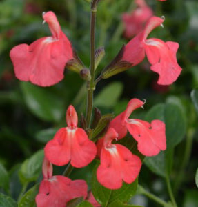 Salvia ‘Pretty Flamingo Red Salmon’