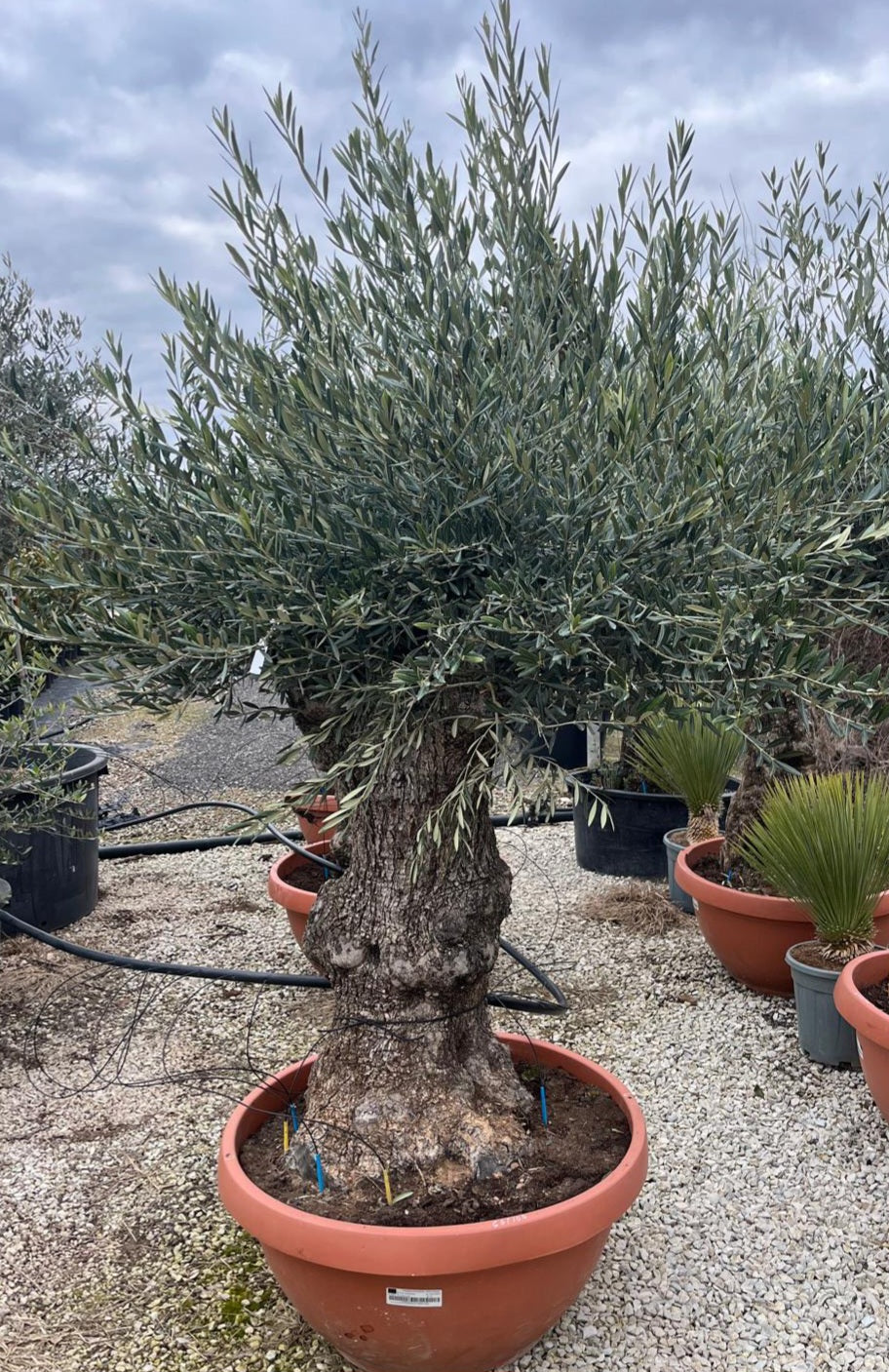 Olive Tree - Old Gnarled Trunk