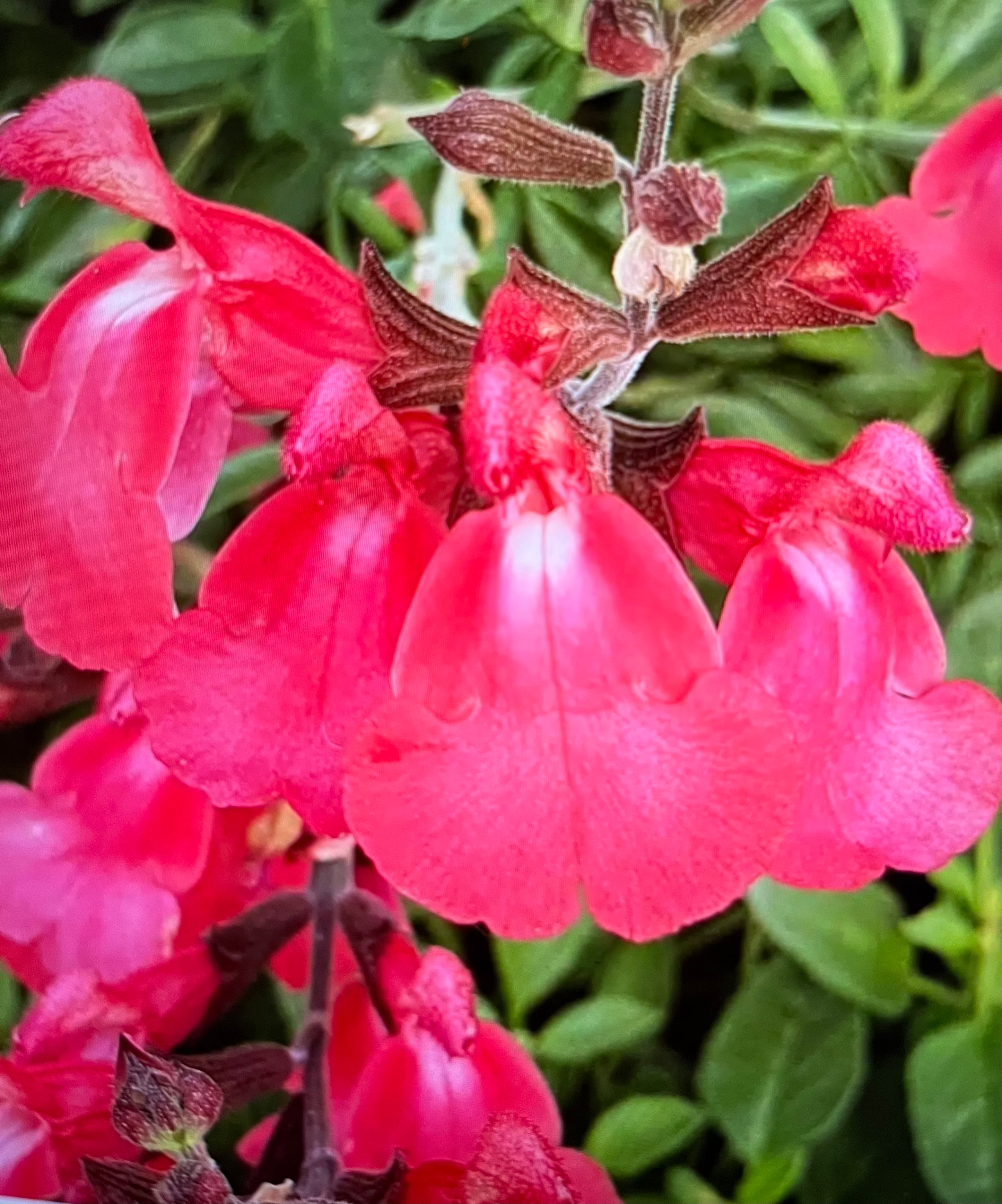 Salvia ‘Pinkish Red’