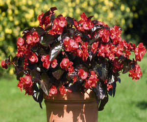Begonia Big Deluxxe Red with Bronze Leaf - 10.5cm Pot