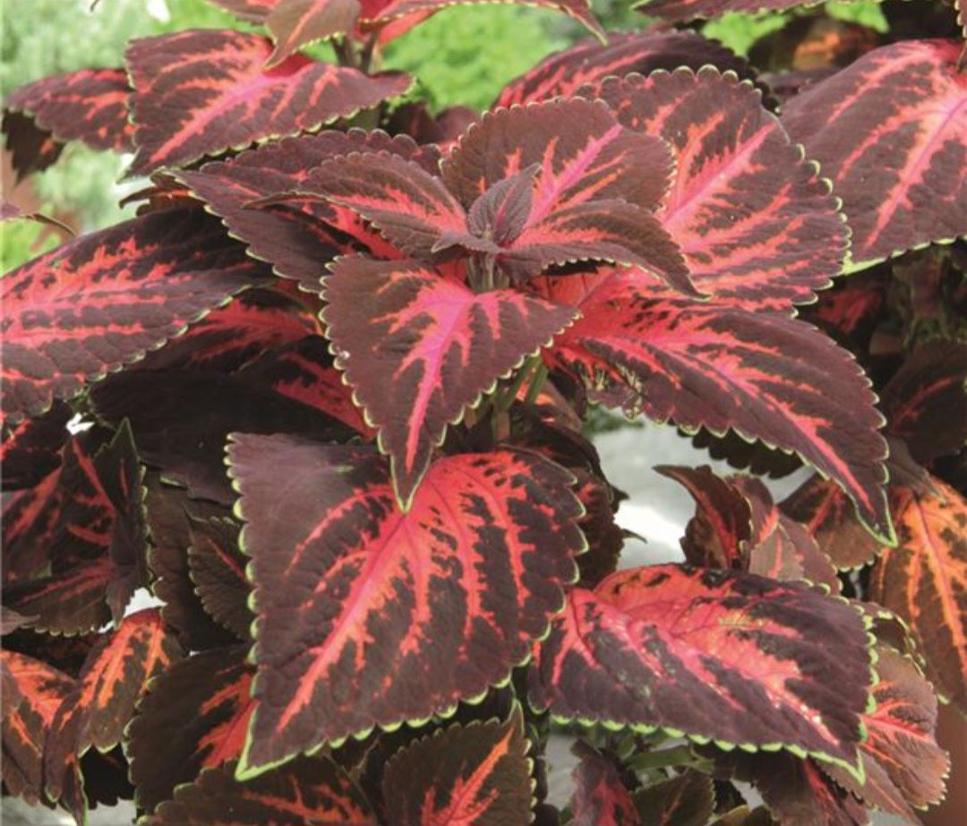 Coleus Copa King Henry - 1 Litre Pot – Richard's Plants