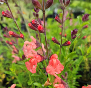 Salvia 'Apricot Spring'