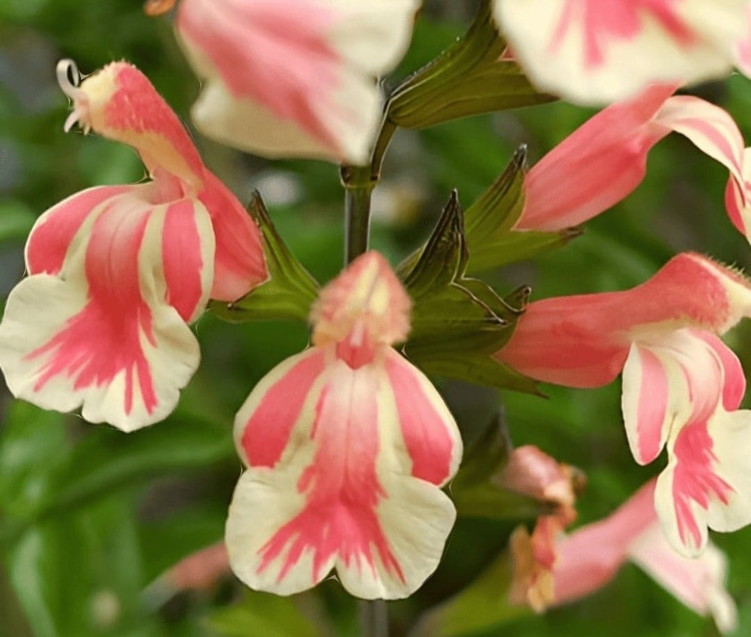 Salvia 'Belle de Loire'