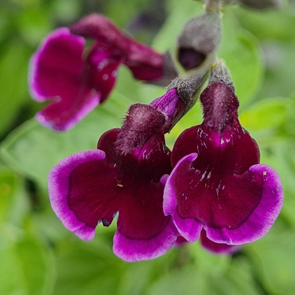 Salvia 'Blackberry Ripple'