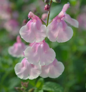 Salvia 'Candy Dream'