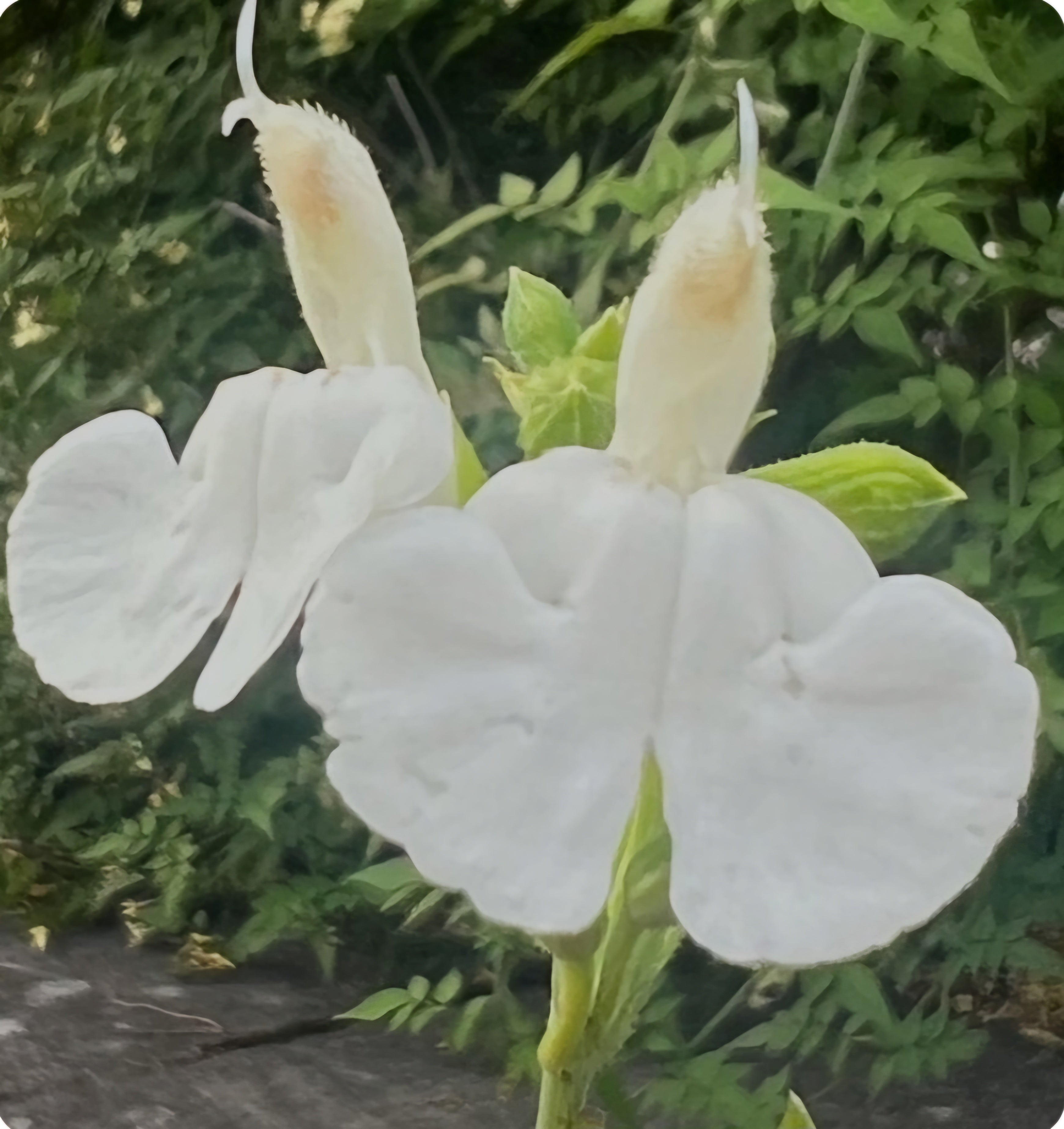 Salvia 'Chalk White'