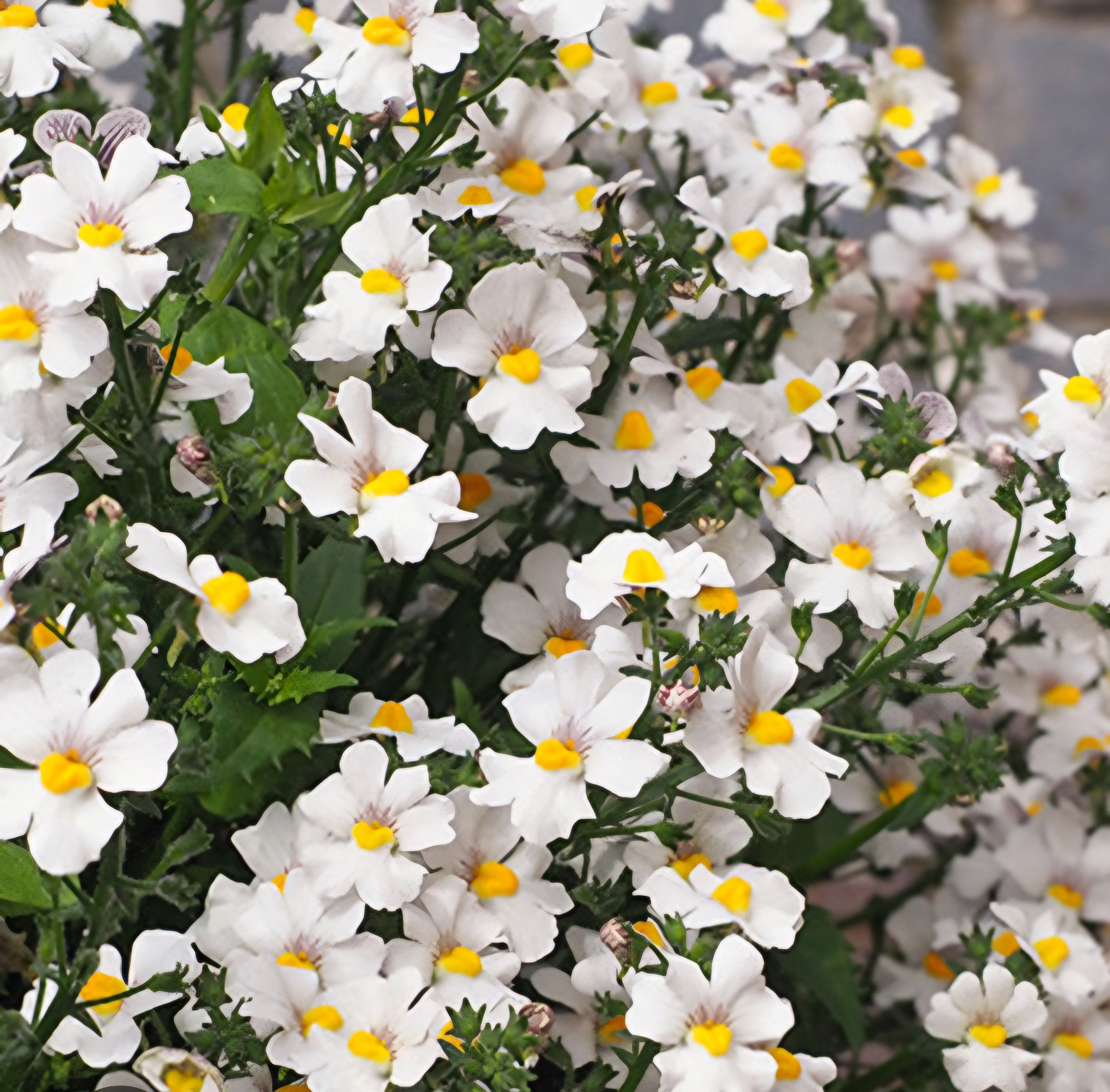 Nemesia Lyric White - 10.5cm Pot