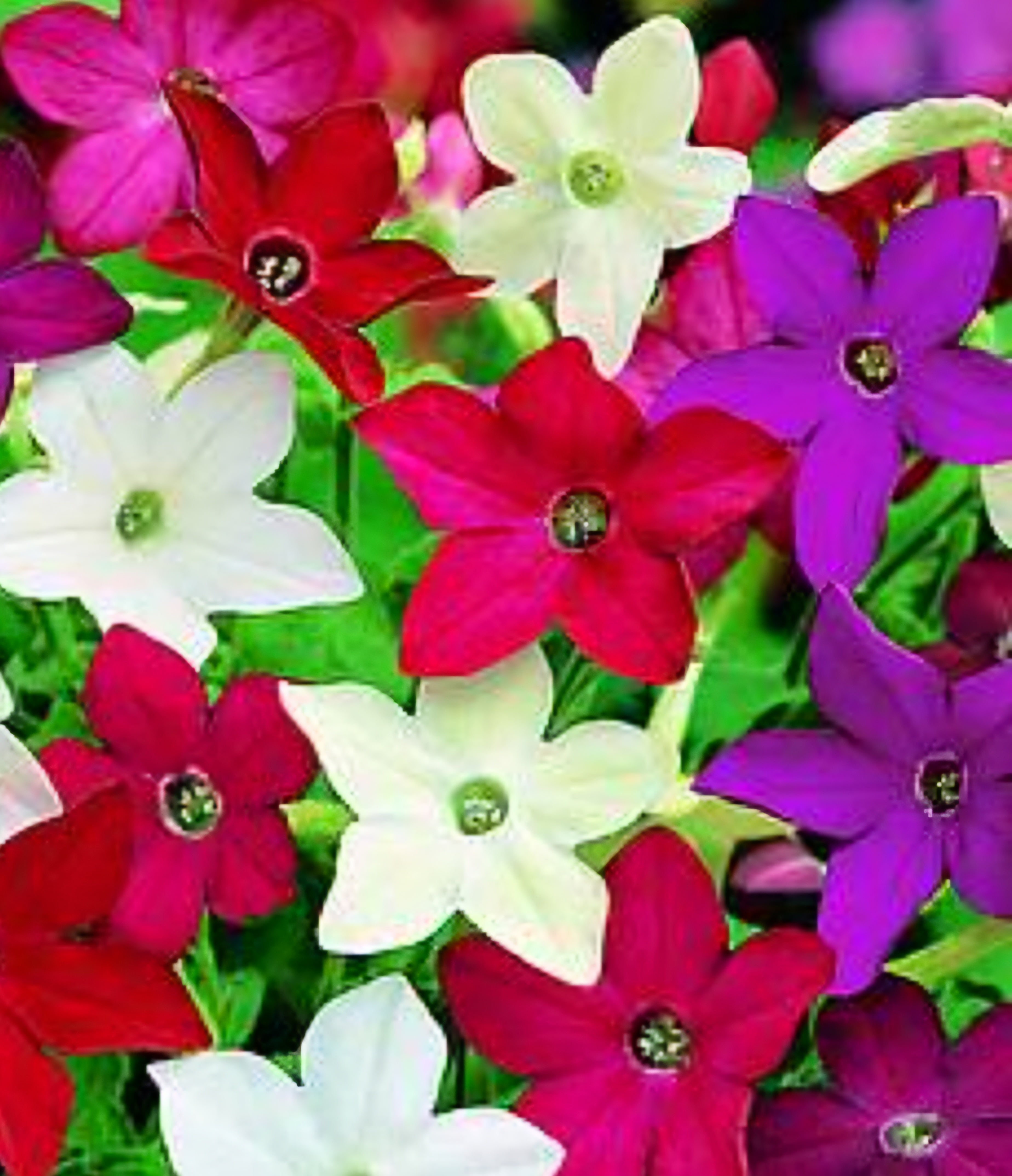 Nicotiana Mixed - 10.5cm Pot