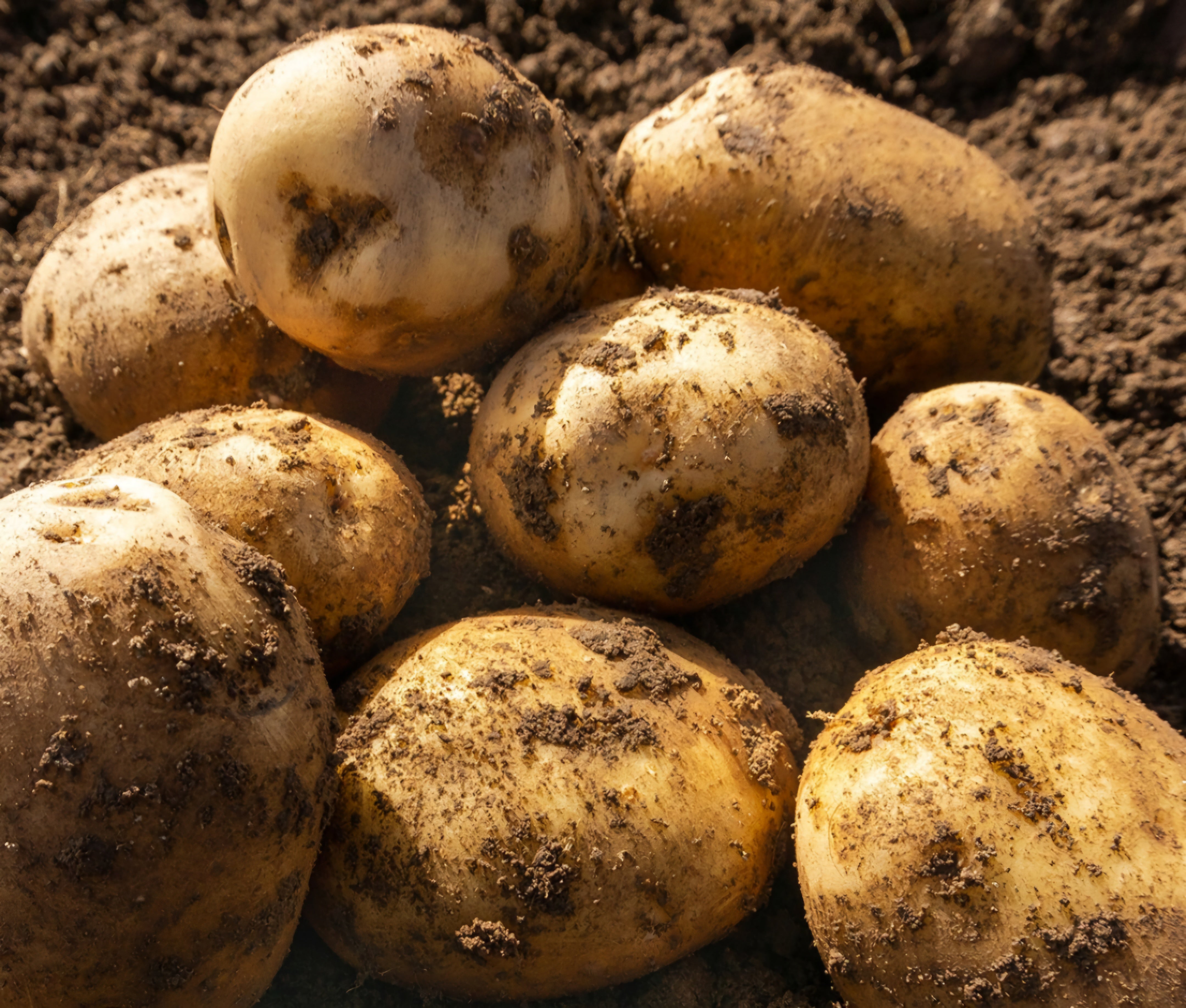 Duke of York Seed Potatoes - 2kg Sack - First Early