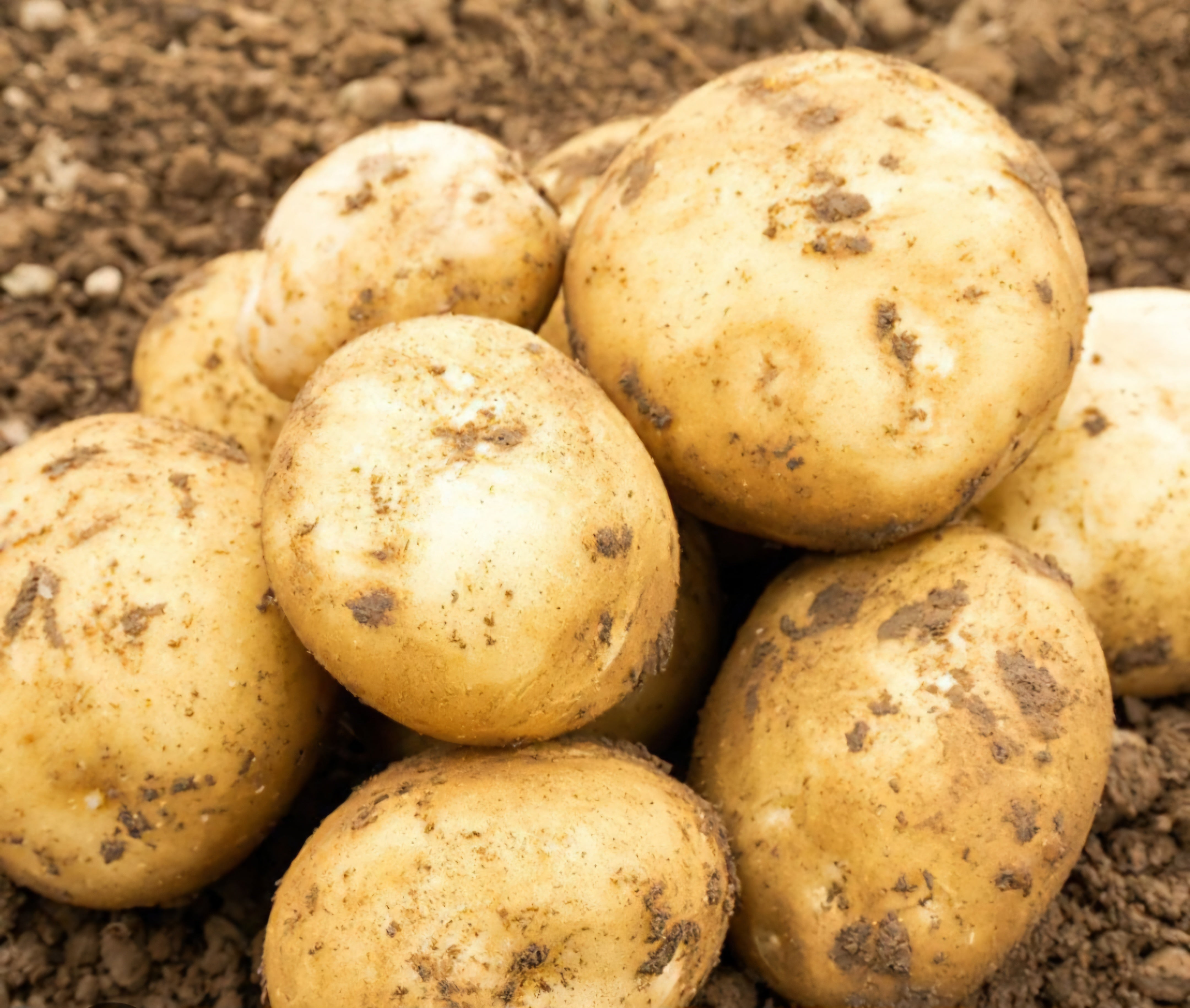 Rocket Seed Potatoes - 2kg Sack - First Early