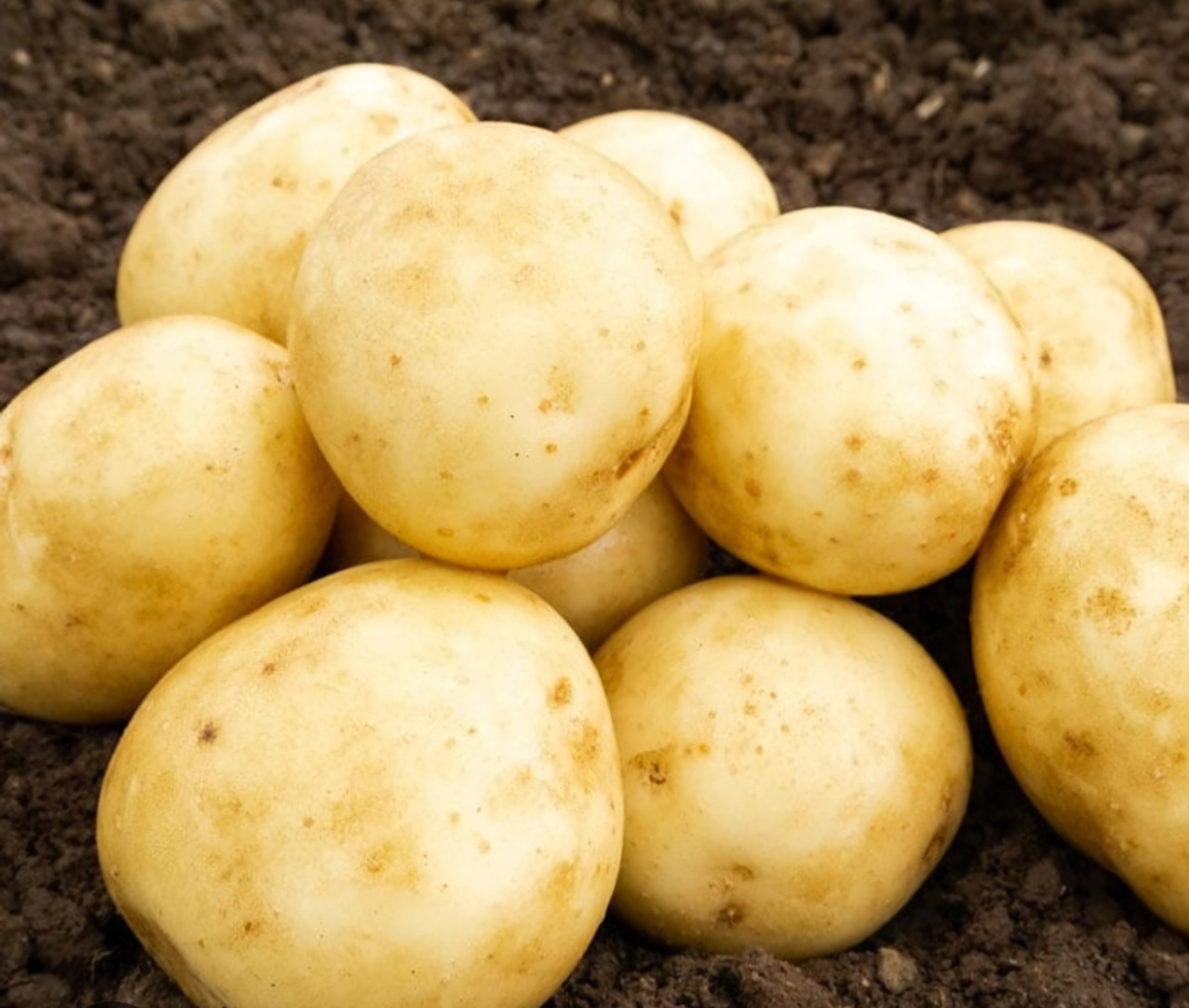 Saxon Seed Potatoes - 2kg Sack - Second Early