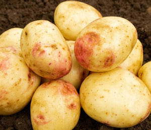 Cara Seed Potatoes - 2kg Sack - Main Crop