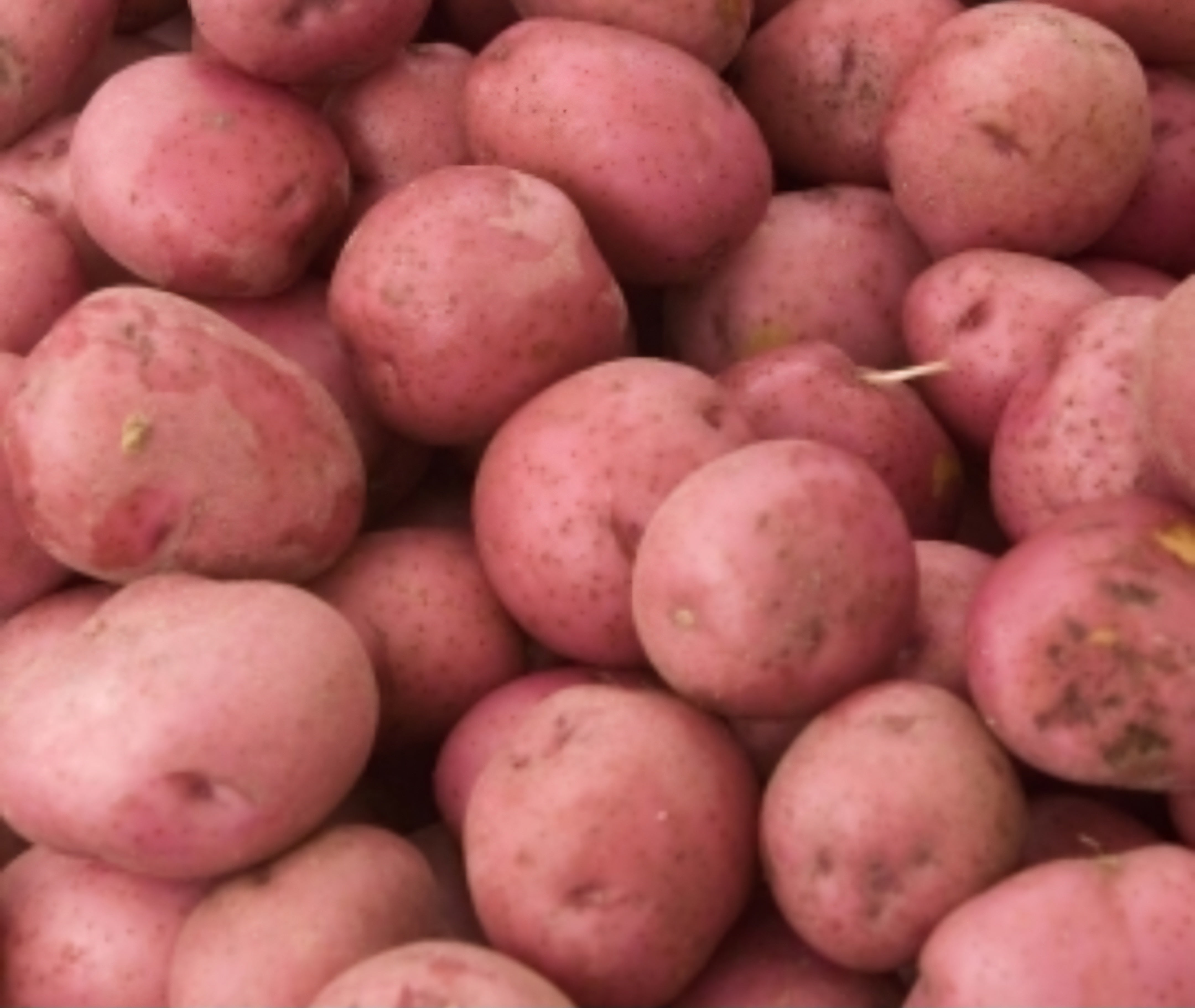 Kerrs Pink Seed Potatoes - 2kg Sack - Main Crop