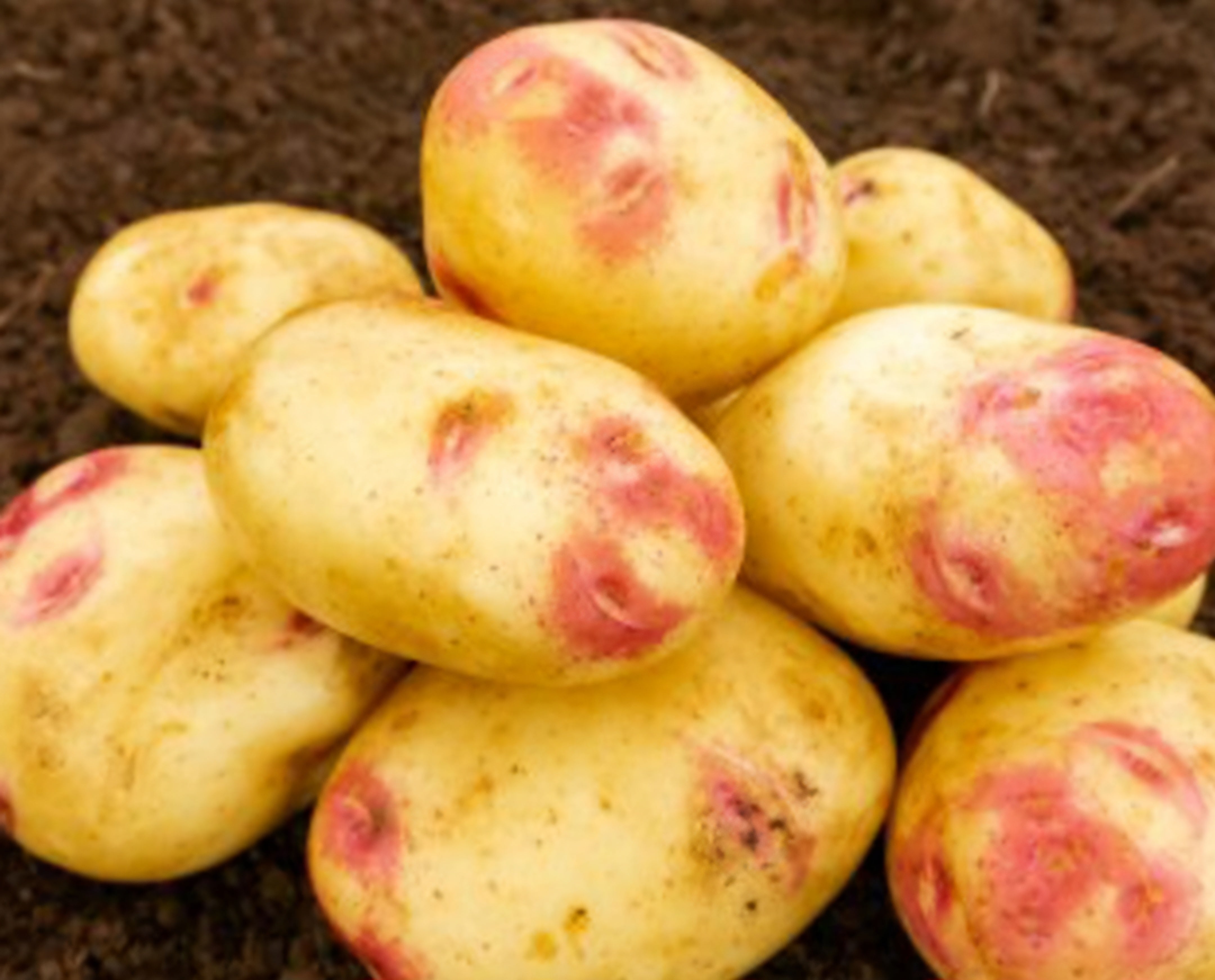 Picasso Seed Potatoes - 2kg Sack - Main Crop