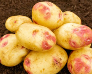 Picasso Seed Potatoes - 2kg Sack - Main Crop