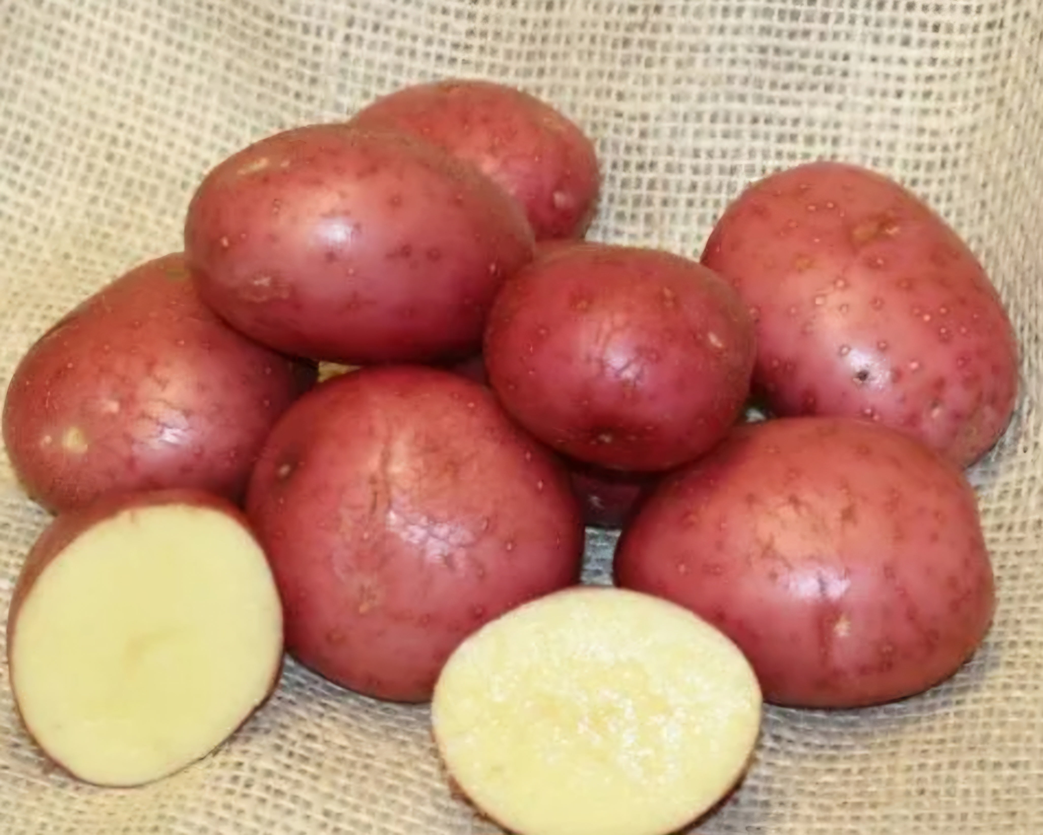 Setanta Seed Potatoes - 2kg Sack - Main Crop