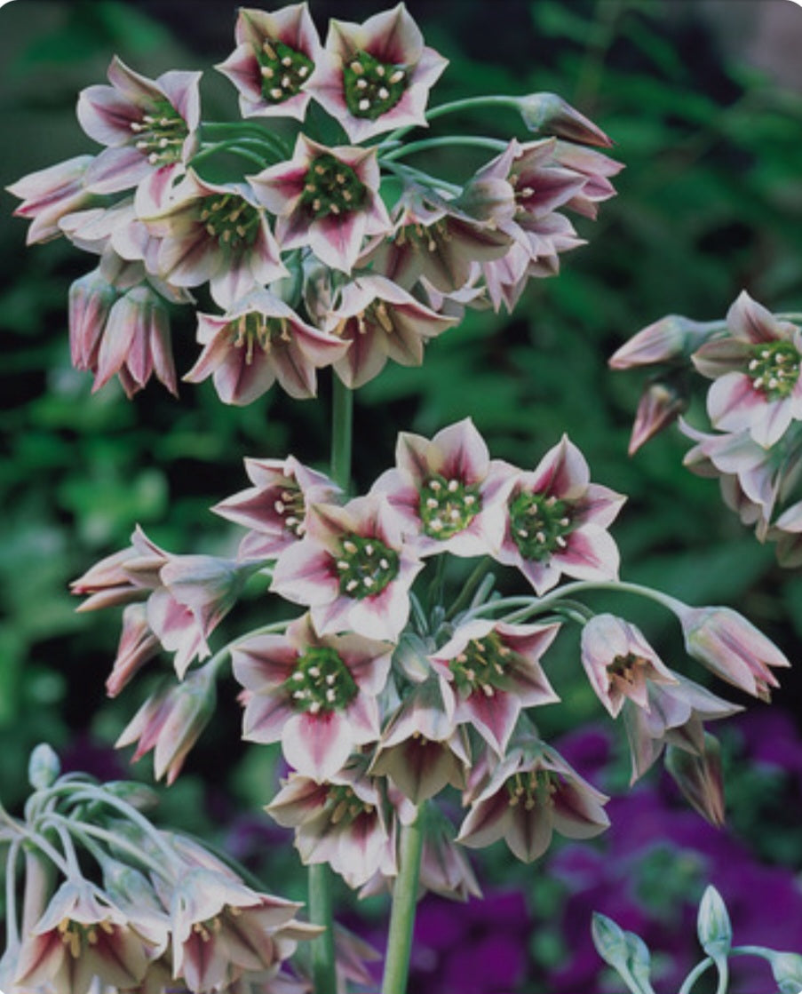 Allium Bulgaricum 2 Litre Pot