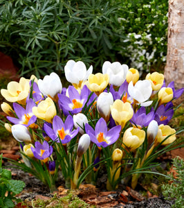 Crocus mixed colours - 10.5cm Pot