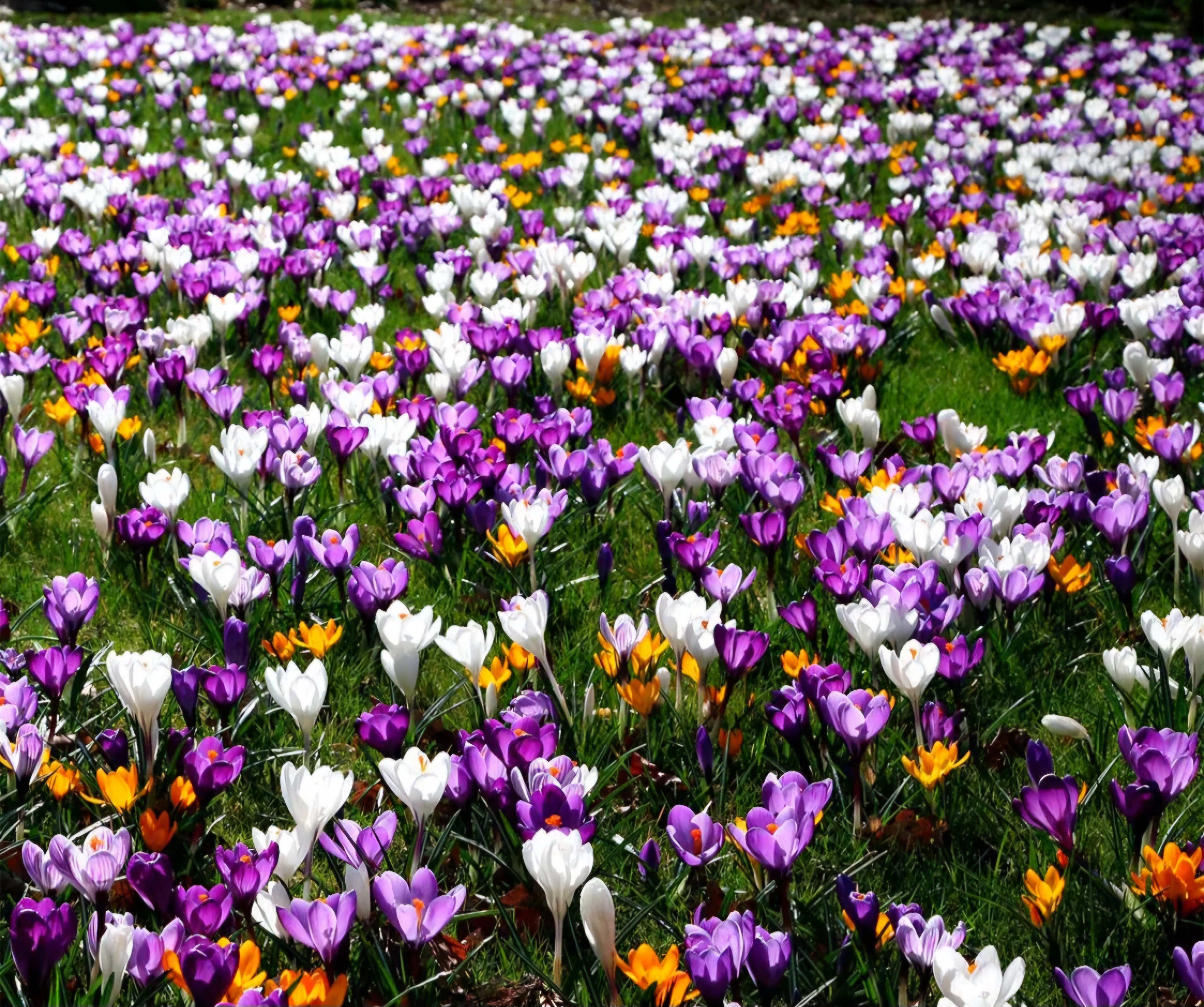 Crocus mixed colours - 10.5cm Pot