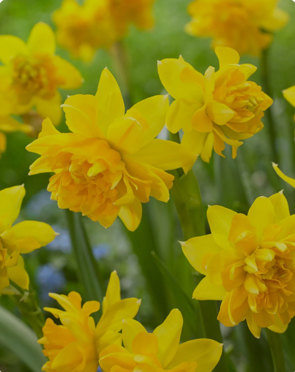 Daffodil Tete a Tete Double - 10.5cm Pot